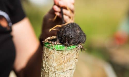 Photo of water vole perched on a cardboard tube with a hand holding its tail