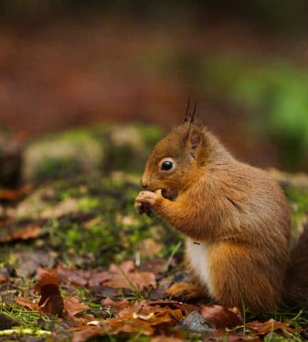 Red Squirrel eating nuts