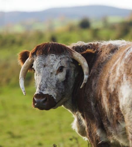 Longhorn cow looking directly at camera