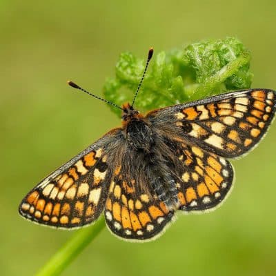 A Marsh Fritillary Butterfly