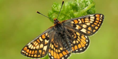 A Marsh Fritillary Butterfly