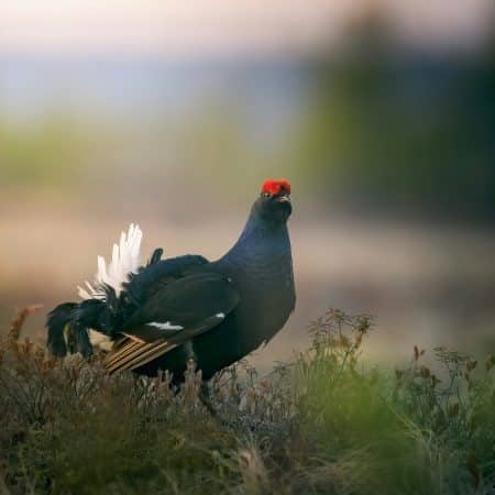 Black Grouse are one of the focus wildlife species for Cumbria Connect