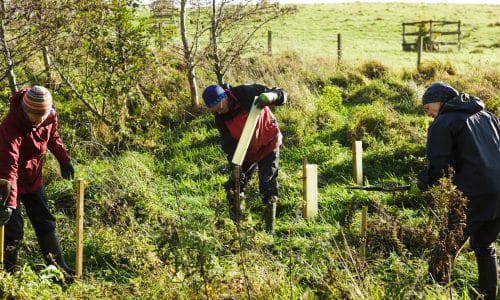 Volunteers planting trees on the Lowther Estate, one of Cumbria Connect's core sites for nature restoration