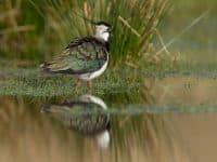 Lapwing standing in shallow water. Photo credit: Andy Hay