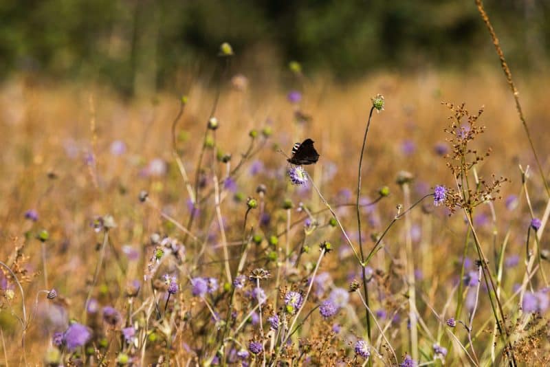 A butterfly on Devil's Bit Scabious, a vital plant for the rare Marsh Fritillary Butterfly