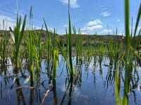 Restored bog pool on Mardale Common at Wild Haweswater. Photo credit Jim Holmes