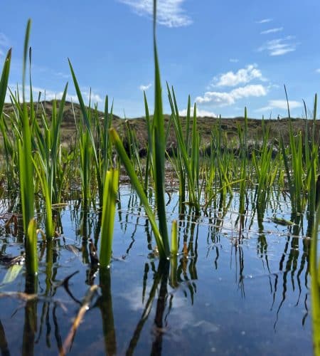 Restored bog pool on Mardale Common at Wild Haweswater. Photo credit Jim Holmes